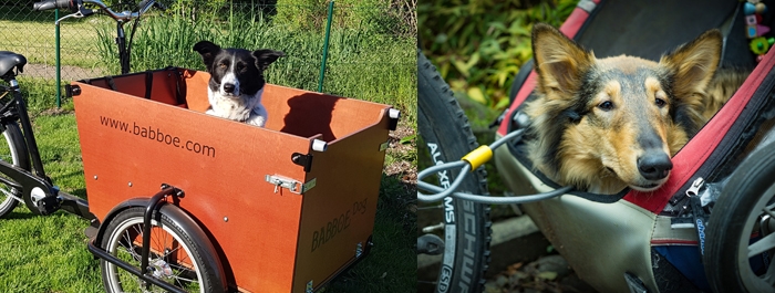 fahrrad wei kinder und hund mitnehmen