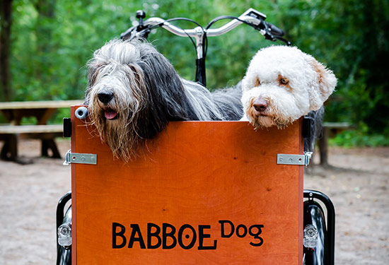 Babboe dog cargo bike online